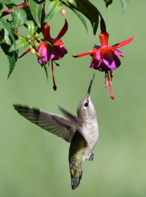 How to attract hummingbirds to your backyard