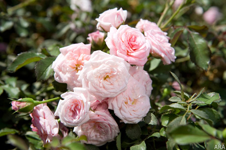 Roses Garden Roses Garden